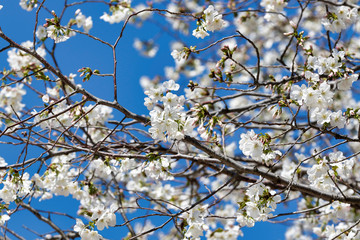 Cherry blossoms in full bloom