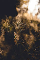 Gras zur Goldenen Stunde