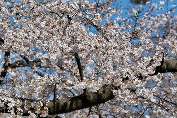 Cherry blossoms in full bloom