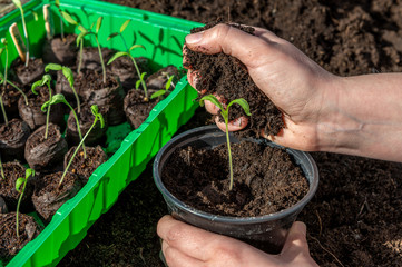 Spring preparations. A gardener plants young tomato plants in larger containers. Seasonal preparations for sowing. Concept: agriculture or gardening