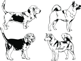 vector drawings sketches pedigree dogs in the racks drawn in ink by hand , objects with no background