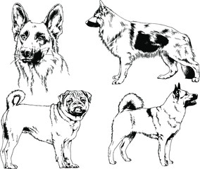 vector drawings sketches pedigree dogs in the racks drawn in ink by hand , objects with no background