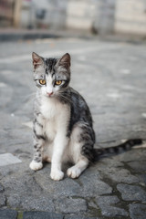 Naklejka na ściany i meble City street Istanbul cat lies and relax on public road
