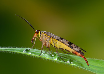 Weibliche Skorpionsfliege sitzt auf Gras