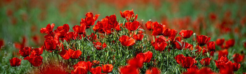 Allphotokz Poppy 20150504 7475 D810 PS