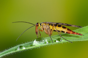 Weibchen einer Gemeinen Skorpionsfliege sitzt auf Gras