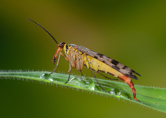 Weibchen einer Skorpionsfliege sitzt auf Gras