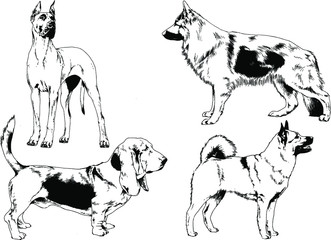 vector drawings sketches pedigree dogs in the racks drawn in ink by hand , objects with no background