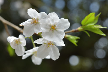 Fototapeta na wymiar 春に咲く満開の桜、ソメイヨシノ