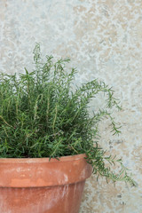 Rosemary plant in a clay vase with abstract background