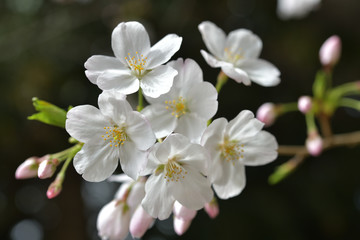 春に咲く満開の桜、ソメイヨシノ