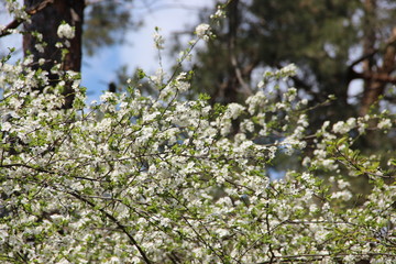 Spring flowering trees