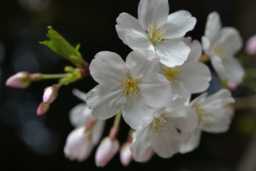 春に咲く満開の桜、ソメイヨシノ