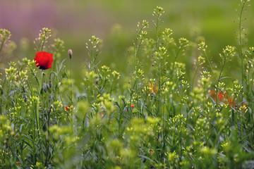 Allphotokz Poppy 20150505 7848 D810 S