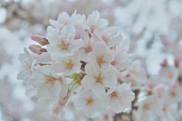 春に咲く満開の桜、ソメイヨシノ