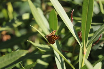 butterfly on leaf