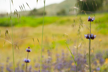 Purple Flowers and Field