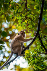 Long-tailed macaque monkey in forest jungle, in Phi Phi Thailand