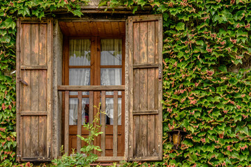 Fototapeta na wymiar Wooden window and a wall covered with ivy.