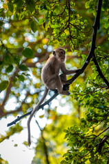 Long-tailed macaque monkey in forest jungle, in Phi Phi Thailand