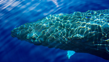 Overhead view of a Humpback Whale swimming in ocean, Maui, Hawaii, USA