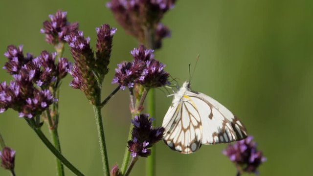 Tall Verbena with caper white butterfly sucking nectar, selective focus
