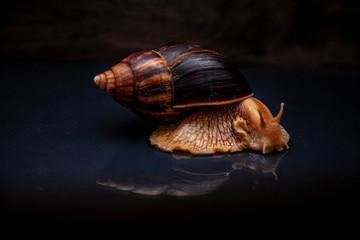 Portrait of a snail. Big African snail Achatina. Exotic pet not allergic.
