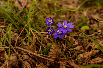 blue bluebells on a sunny day are hidden in the Latvian forest