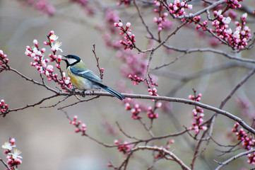 Small bird titmouse on the branch of cherry tree eat flowers. Spring