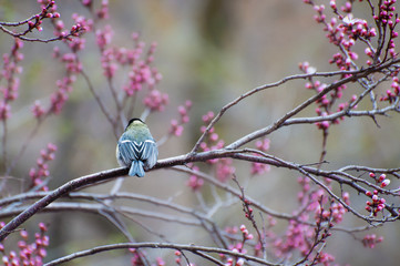 Fat titmouse sitting on the branch of sakura tree by its back. Spring