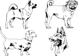 vector drawings sketches pedigree dogs in the racks drawn in ink by hand , objects with no background