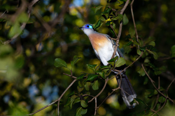 A beautiful blue silk cuckoo sits on a branch