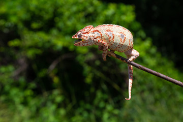 A chameleon on a branch with green leaves