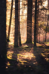 Waldlandschaft zur goldenen Stunde