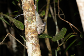 A Madagascar rat climbs on the branches of a tree