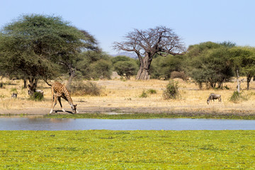 Fototapeta na wymiar Giraffe close up, Tarangire National Park, Tanzania