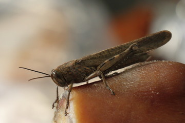 locust 