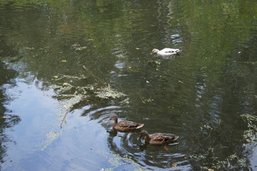 Wild duck is white