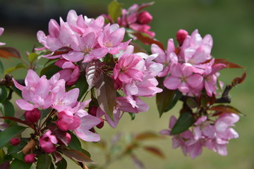 Obraz premium kwitnąca jabłoń