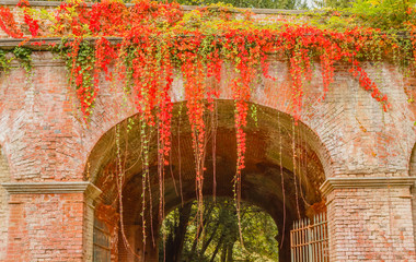 an entrance to a park in the fall/ Close-up of a  colorful foliage of beech tree adorns a brick arch
