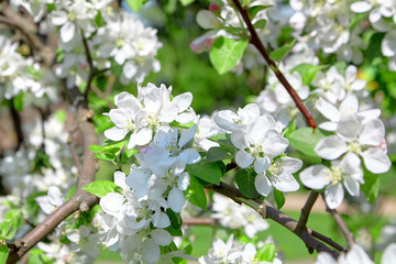 Spring floral background. Blooming tree with white flowers