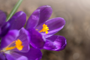 Macro Shot of a purple flowering crocus.