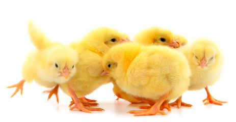 Group of little chickens.
