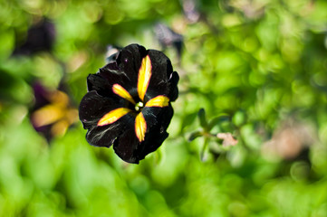 Black Flower