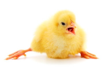 Obraz premium Little chick isolated.