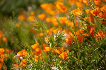 California Poppys