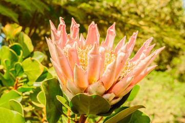 Ornamental Protea Plant Flower Original From South Africa Of The Family Proteaceae In Garajonay National Park. April 15, 2019. La Gomera, Santa Cruz de Tenerife Spain Africa. Travel Tourism 