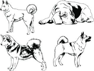 vector drawings sketches pedigree dog and cat drawn in ink by hand , objects with no background