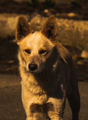 Stray wild dog in the village in sunset lighting, beautiful silhouette, portrait