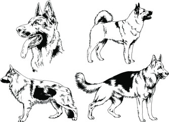 vector drawings sketches pedigree dog and cat drawn in ink by hand , objects with no background